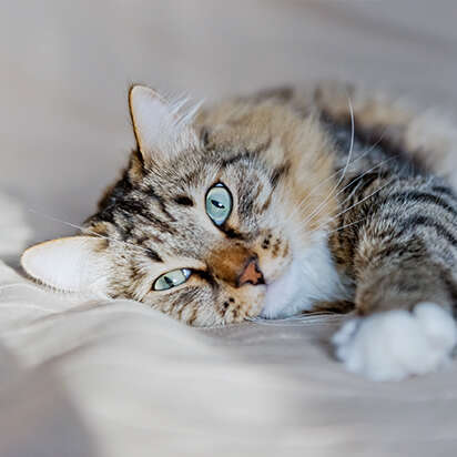 katze vet diaet nahrungsergaenzungsmittel bubblenavibanner